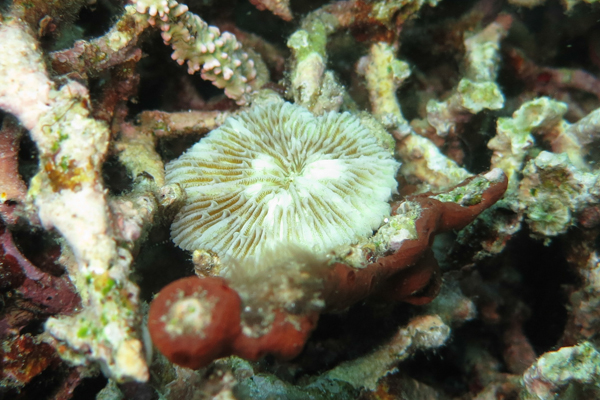 死サンゴから生えるクサビライシ