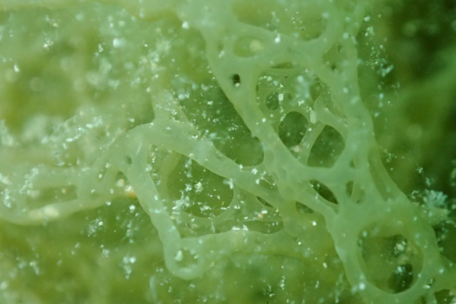 海藻TG3顕微鏡モード