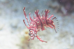 オビテンスモドキ幼魚