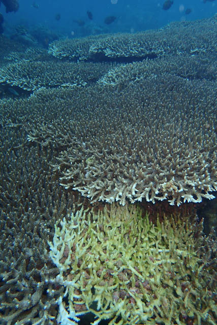 サンゴのレイシガイダマシ食害