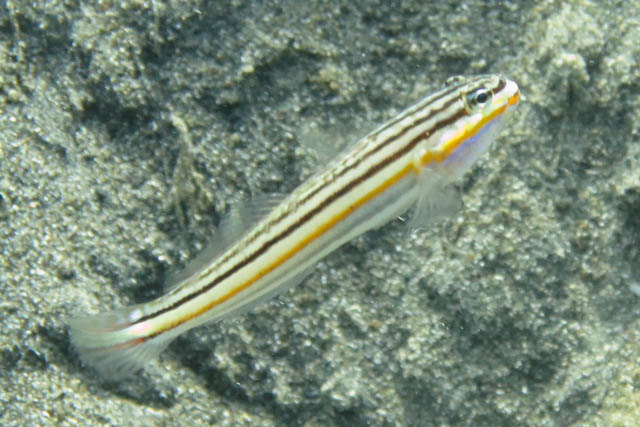 Immaculate goby