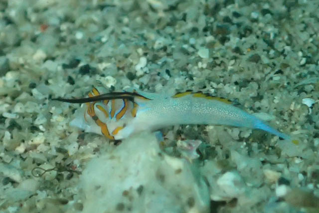 アニラオのイッポンテグリ幼魚