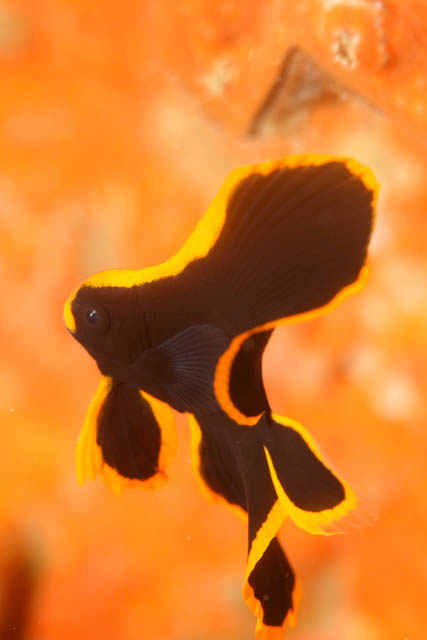 アカククリの幼魚