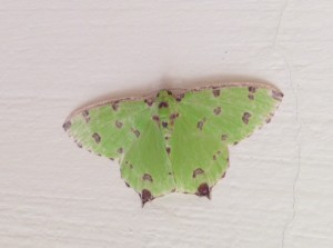 緑の蛾