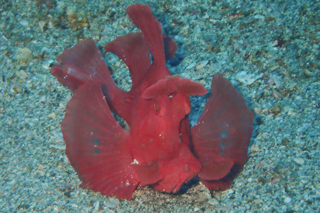 アニラオの赤のホウセキカサゴ