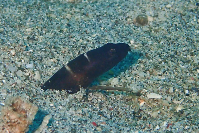 イレズミウミヘビ幼魚