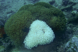 サンゴの部分白化