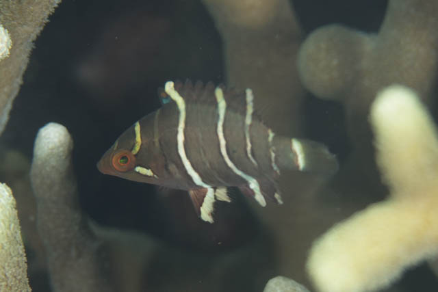 ヤシャベラ幼魚