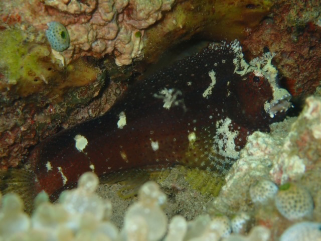 Obscre blenny