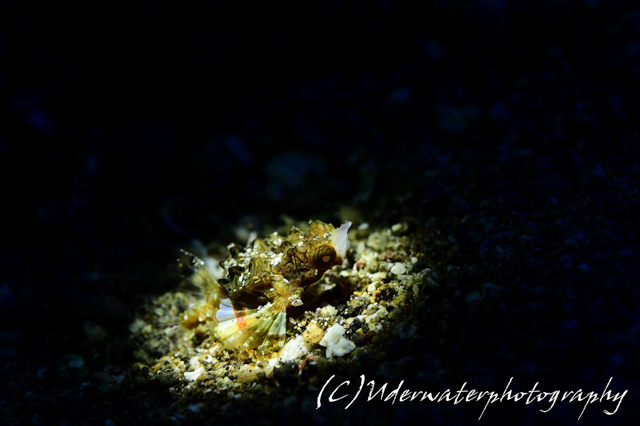 アニラオウミテング幼魚