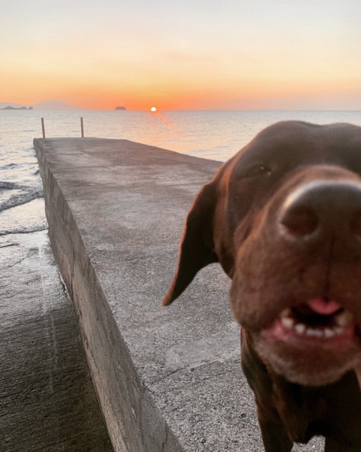 海と犬と夕日