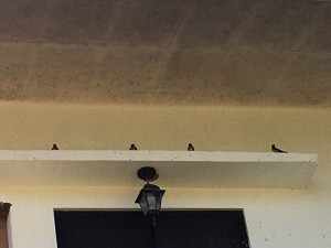 200604swallow