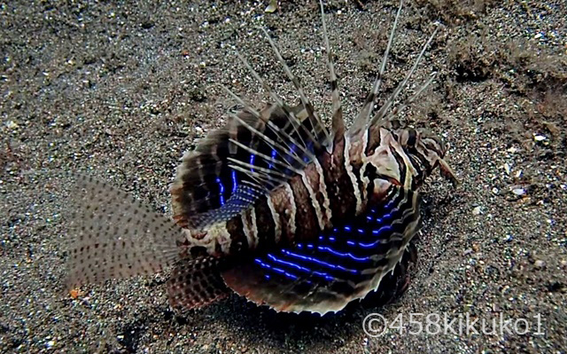 セトミノカサゴ：ハイディーポイントなど細かめの砂地を好む意味で、生息が確認されたのは割と最近。普段は目立たない胸鰭内側に青の美しさを持つ奥ゆかしさが和を感じさせます。
