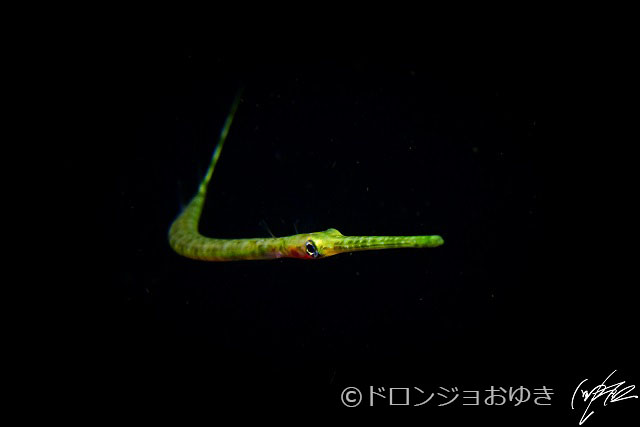 アオヤガラ幼魚：浮遊ナイトで登場しますが、ほぼ成魚と同じ形。もっと小さいときは、針のような身体をしています。